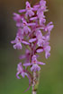 The flowers of a Fragrant Orchid