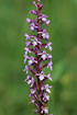 The flowers of a Fragrant Orchid