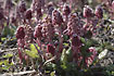 The flowers of a Butterbur