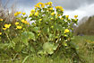 Photo ofMarsh-marigold (Caltha palustris). Photographer: 