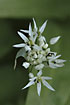 Foto af Rams-Lg (Allium ursinum). Fotograf: 