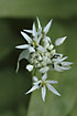 Photo ofRamsons (Allium ursinum). Photographer: 