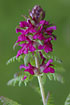 Inflorescence of a Whorled Lousewort (American common name).