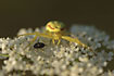 Photo ofFlower Spider (Misumena vatia). Photographer: 