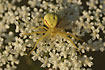 Photo ofFlower Spider (Misumena vatia). Photographer: 
