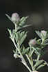 Photo ofHares-foot Clover (Trifolium arvense). Photographer: 