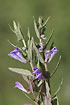 Foto af Almindelig skjolddrager (Scutellaria galericulata). Fotograf: 
