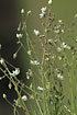 Photo of (Spergula arvensis). Photographer: 