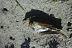 Dead young bird