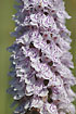 Foto af Plettet Ggeurt (Dactylorhiza maculata ssp. maculata). Fotograf: 