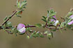 Photo ofSpiny Restharrow (Ononis repens). Photographer: 