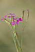 Foto af Bakke-Nellike (Dianthus deltoides). Fotograf: 