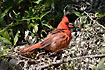Photo ofNorthern Cardinal (Cardinalis cardinalis). Photographer: 