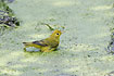 Photo ofYellow Warbler (Dendroica petechia). Photographer: 