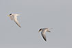Photo ofLeast Tern (Sterna antillarum). Photographer: 