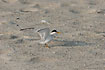 Photo ofLeast Tern (Sterna antillarum). Photographer: 