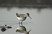 A nervous and shy wader
