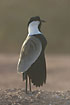 Photo ofSpurwinged Plover (Hoplopterus spinosus). Photographer: 