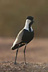 Photo ofSpurwinged Plover (Hoplopterus spinosus). Photographer: 