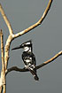 Photo ofPied Kingfisher (Ceryle rudis). Photographer: 
