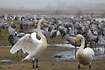Whooper Swan and Crans