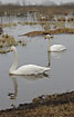 A pair of Whooper Swan.