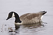 Photo ofCanada Goose (Branta canadensis). Photographer: 