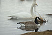 Together with Whooper Swan