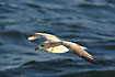 Herring Gull 1.Winter