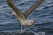 Great Black-backed Gull 1. winter