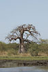 The baobab is found in the savannas of African and India, mostly around the equator. It can grow up to 25 meters tall and can live for several thousand years.
