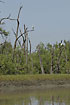 Photo ofGreat Egret (Egretta alba egretta). Photographer: 