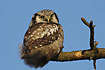 Photo ofNorthern Hawk Owl (Surnia ulula). Photographer: 