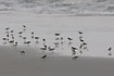 A mixed flock of Shorebirds