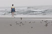 A mixed flock af Shorebirds