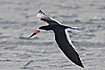 A tern with long lower mandible