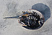 Photo ofAtlantic Horseshoe Crab (Limulus polyphemus). Photographer: 