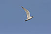 Photo ofGull-billed Tern (Sterna nilotica). Photographer: 