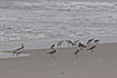 A mixed flock of waders