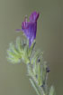 Foto af Slangehoved (Echium vulgare). Fotograf: 