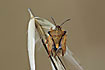 Unknown species of Shield Bug 