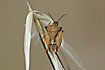 Unknown species of Shield Bug   