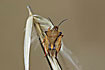 Unknown species of Shield Bug