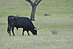 A Bull for bullfighting