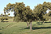 Photo ofHolly Oak (Quercus ilex). Photographer: 