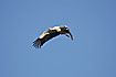 Photo ofWhite Stork (Ciconia ciconia). Photographer: 