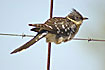 Photo ofGreat Spotted Cuckoo (Clamator glandarius). Photographer: 
