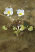 Foto af Storblomstret vandranunkel (Ranunculus peltatus). Fotograf: 