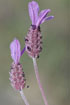 Foto af Lavendel (Lavandula stoechas). Fotograf: 