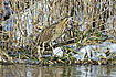 The Bittern is seldom seen, as it leads a retiring life under cover of extensive reedbeds.